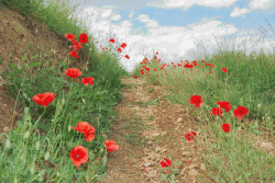 coquelicots