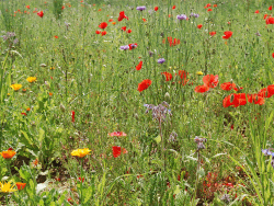 fleurs