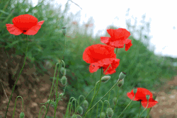 coquelicots