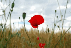 un coquelicot