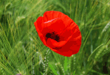 coquelicot