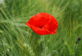 coquelicot