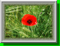 un coquelicot