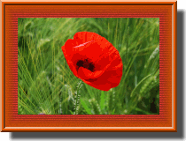 un coquelicot