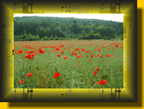 des coquelicots