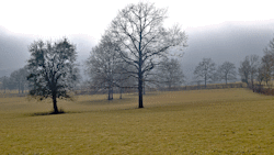 brume
