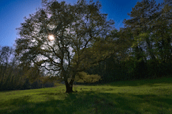 arbre
