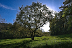 arbre