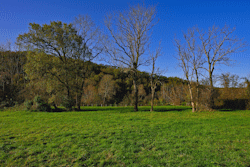 arbres